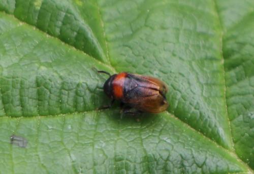 Penthimia nigra